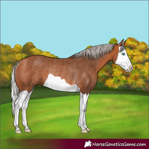 Horse Color:Silver Bay Splash Rabicano