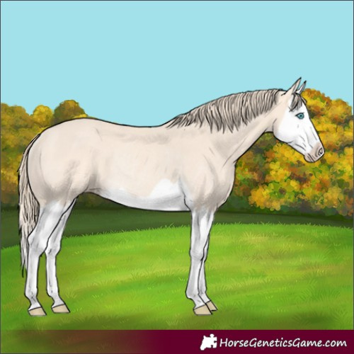 Horse Color:Perlino Splash Rabicano
