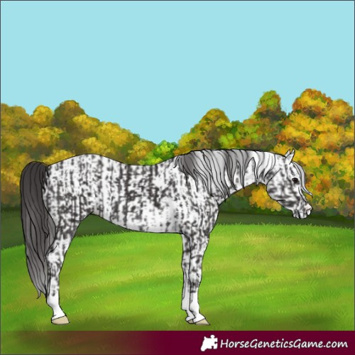 Horse Color:Smoky Black and White Spotted Smoky Black