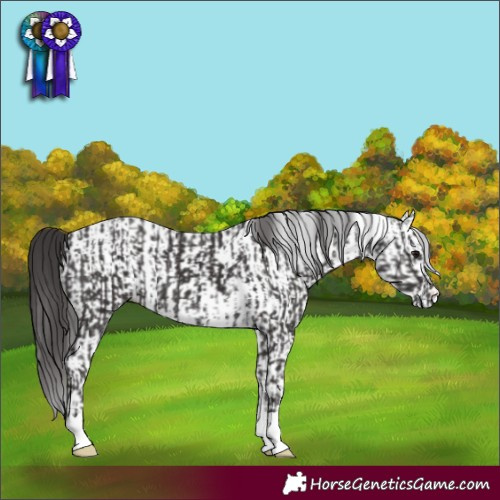 Horse Color:Smoky Black  and White Spotted Smoky Black 