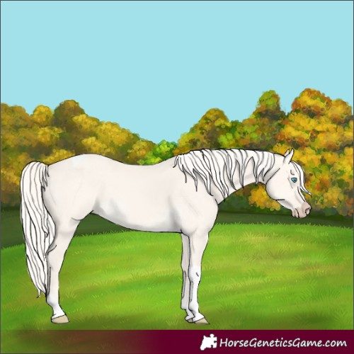 Horse Color:Cremello Dun Tobiano 