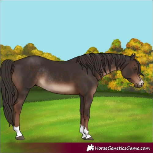 Horse Color:Liver Chestnut Rabicano 