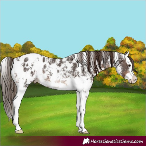 Horse Color:Liver Chestnut Sabino Splash Appaloosa Rabicano 
