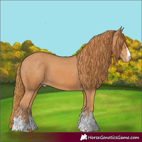 Horse Color:Chestnut Appaloosa 