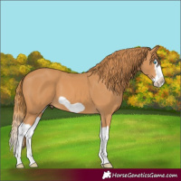 Horse Color:Chestnut Splash Frame