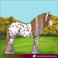 Horse Color:Chestnut Near Leopard