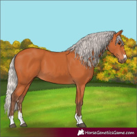 Horse Color:Silver Bay 