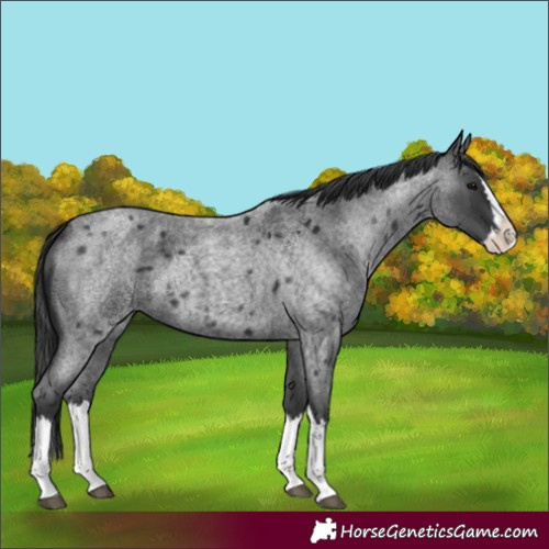 Horse Color:Blue Roan Splash 