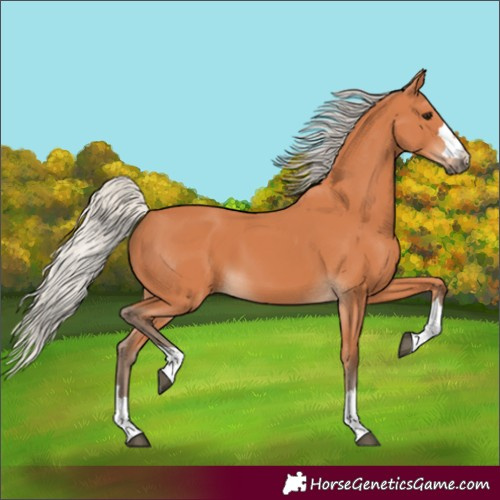 Horse Color:Silver Bay 