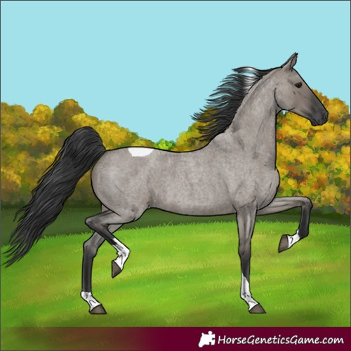 Horse Color:Grullo Roan Tobiano