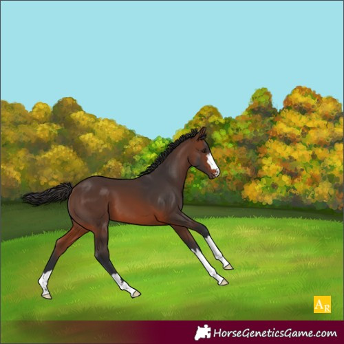 Horse Color:Brown 