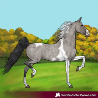 Horse Color:Grullo Roan Tobiano Frame 