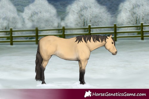 Horse Color:Buckskin 
