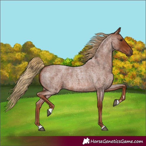 Horse Color:Red Roan