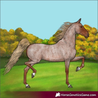Horse Color:Red Roan 