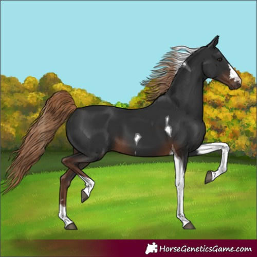 Horse Color:Liver Chestnut Tobiano 