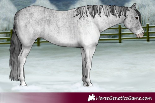 Horse Color:White Spotted Blue Roan Rabicano  and White Spotted Blue Roan Rabicano 