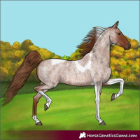Horse Color:Red Roan Tobiano 