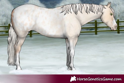 Horse Color:Silver Amber Champagne Roan Dun Splash Tobiano Frame Blanket Rabicano 