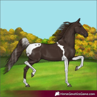 Horse Color:Liver Chestnut Tobiano 