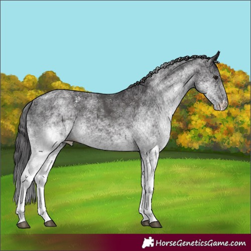 Horse Color:White Spotted Smoky Black 