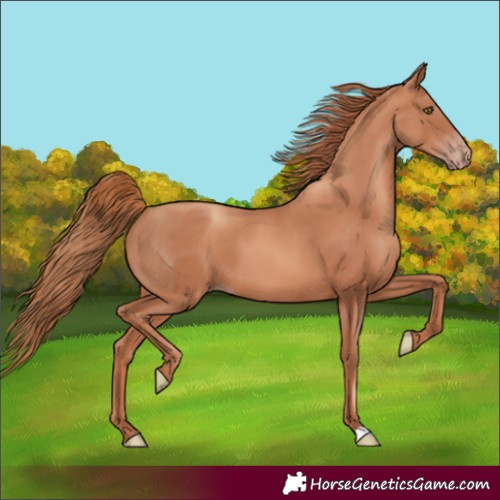 Horse Color:Gold Champagne