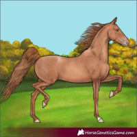 Horse Color:Gold Champagne 