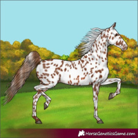 Horse Color:Chestnut Leopard 