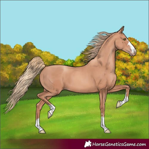 Horse Color:Gold Champagne 
