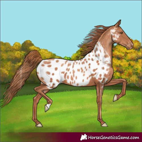 Horse Color:Gold Champagne Appaloosa 
