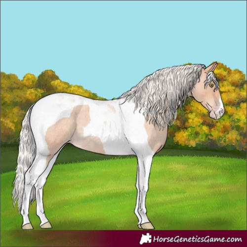 Horse Color:Silver Amber Champagne Roan Tobiano 
