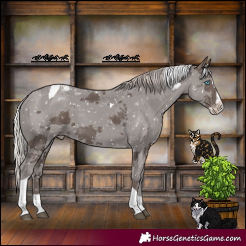 Horse Color:Silver Black Merle Splash Tobiano Appaloosa 