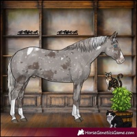 Horse Color:Silver Black Merle Splash Tobiano Appaloosa