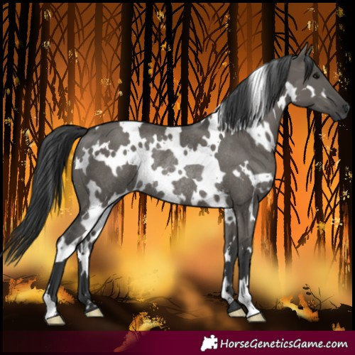 Horse Color:White Spotted Grullo Rabicano 