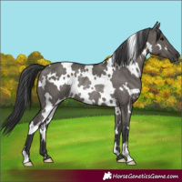 Horse Color:White Spotted Grullo Rabicano