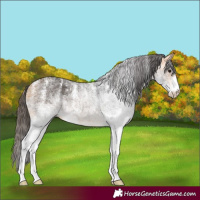 Horse Color:Powder White White Spotted Buckskin 