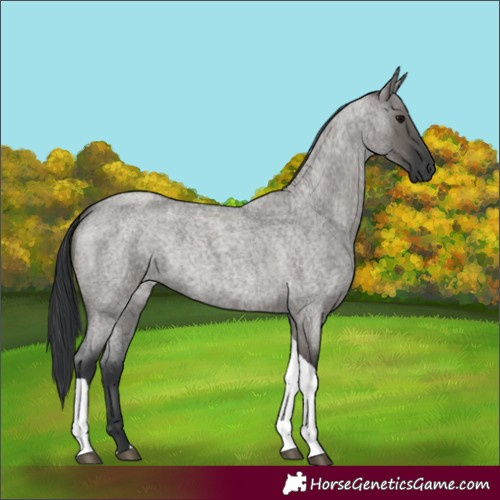 Horse Color:Grullo Roan Tobiano