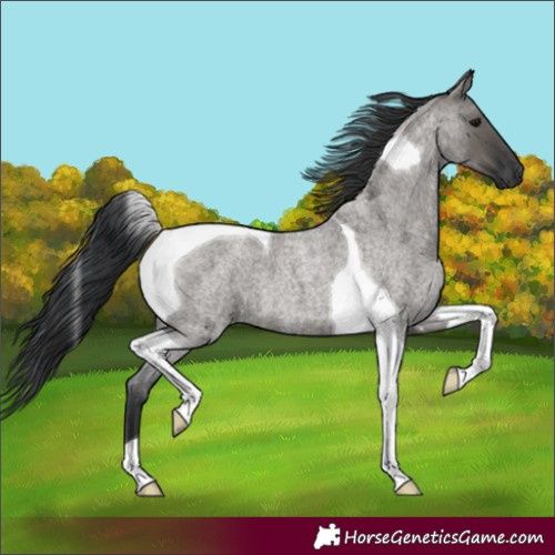 Horse Color:Grullo Roan Tobiano