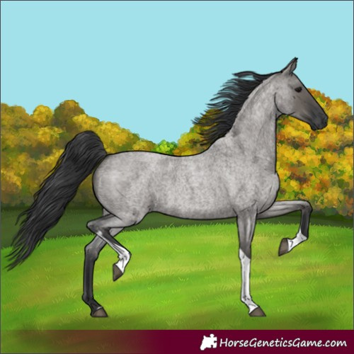 Horse Color:Grullo Roan Tobiano 