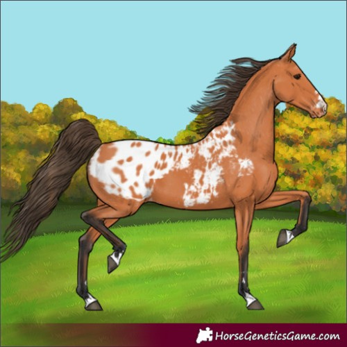 Horse Color:Bay Appaloosa 