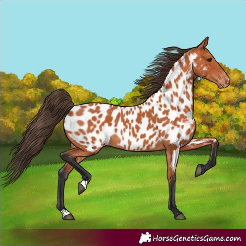 Horse Color:Bay Appaloosa 