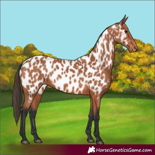 Horse Color:Bay Appaloosa