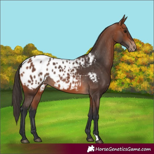 Horse Color:Bay Appaloosa