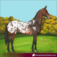Horse Color:Bay Appaloosa 