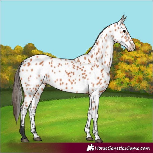 Horse Color:Bay Appaloosa 