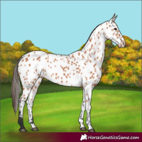 Horse Color:Bay Near Leopard 