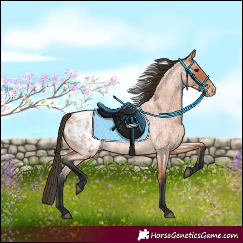 Horse Color:Bay Roan Appaloosa 