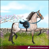 Horse Color:Bay Roan Appaloosa 