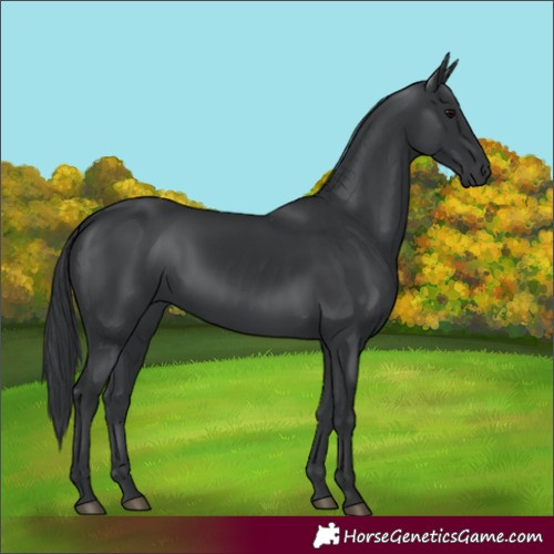 Horse Color:Black 