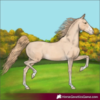 Horse Color:Gold Champagne Appaloosa 